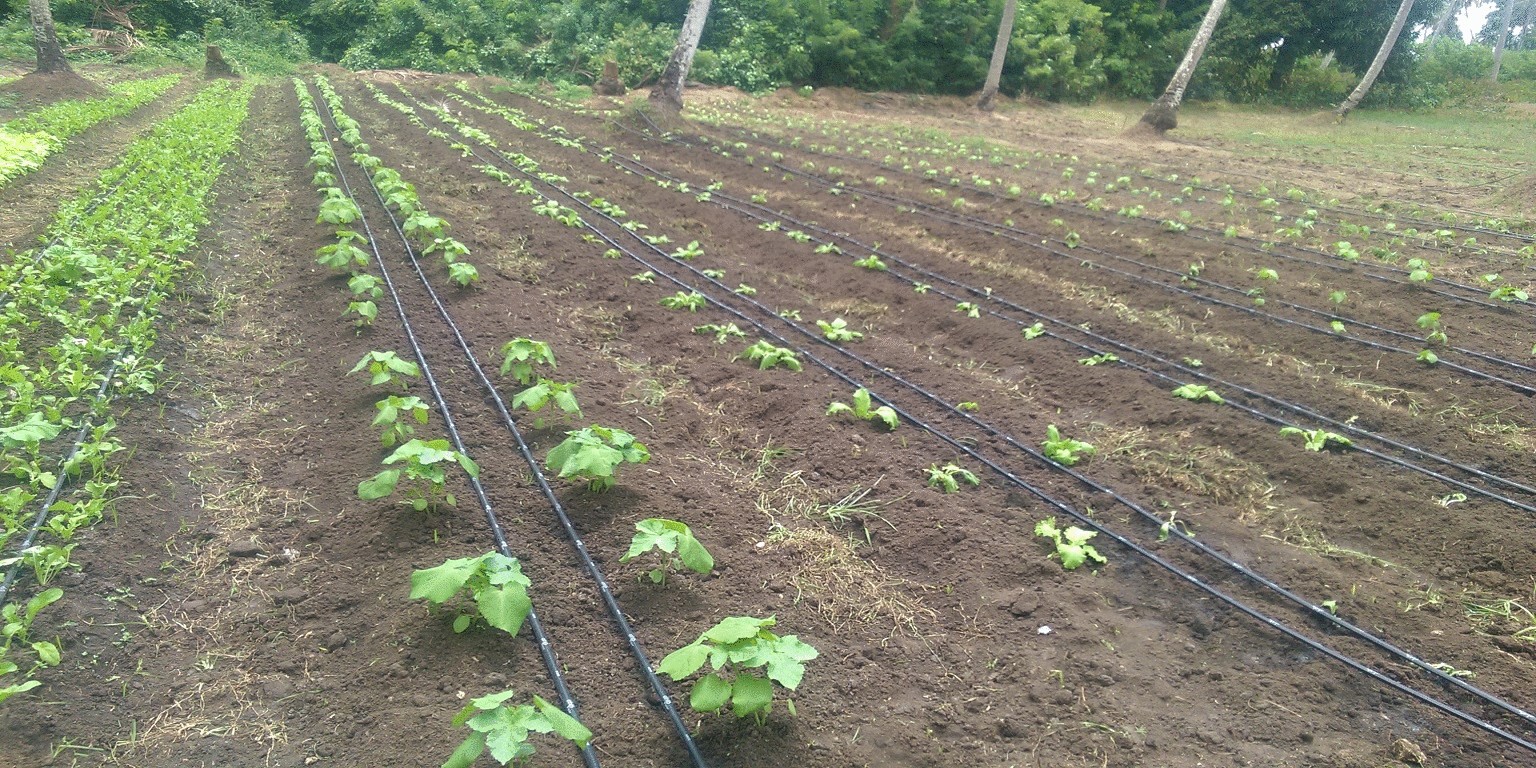 Economical and highly efficient irrigation techniques