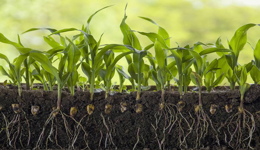 Agricultural fertilizers