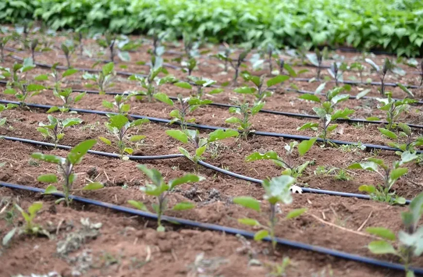 Agricultural supplies